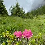 Il Riccio E Il Gufo