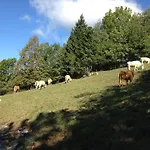 Il Riccio E Il Gufo Cepletischis