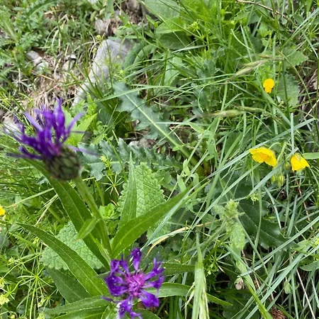 Maison d'hôtes Il Riccio E Il Gufo Cepletischis