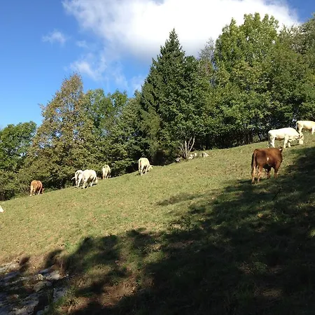 Il Riccio E Il Gufo Cepletischis