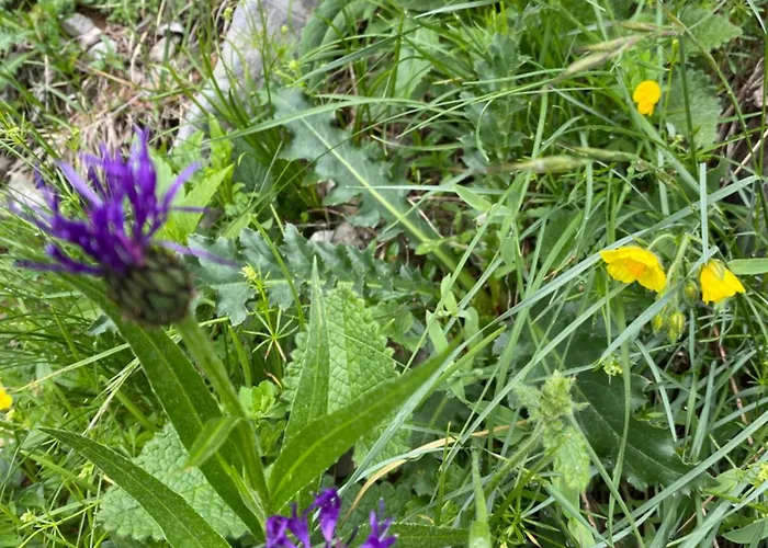 Vendégház Il Riccio E Il Gufo Cepletischis
