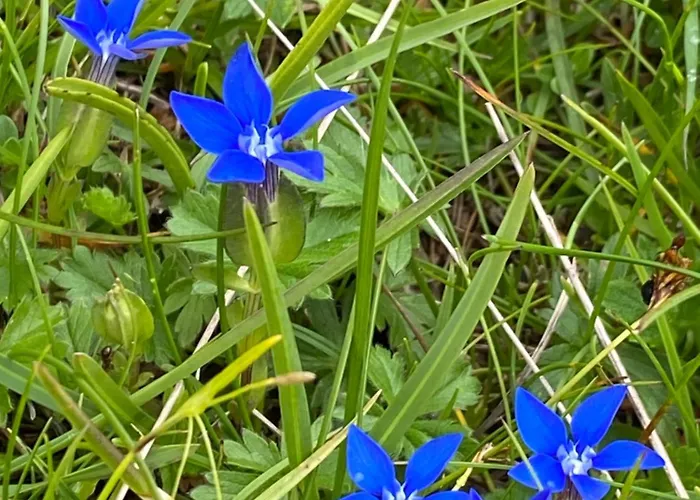 Il Riccio E Il Gufo Vendégház Cepletischis