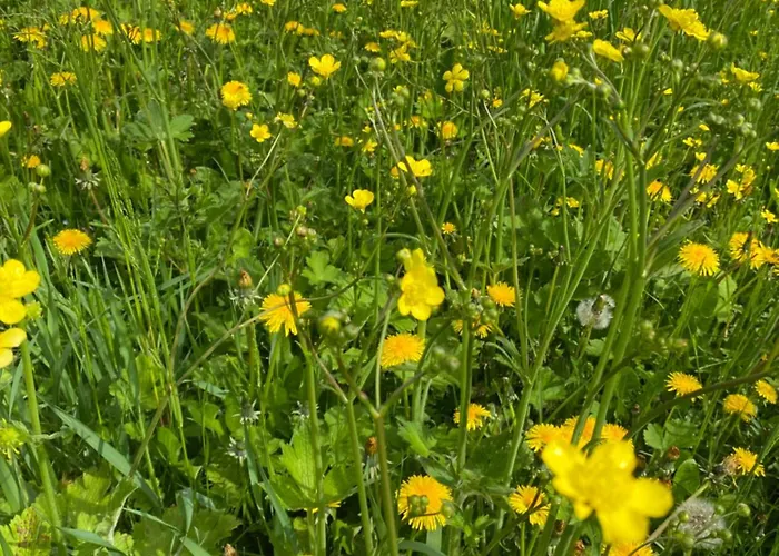 Il Riccio E Il Gufo 3* Cepletischis