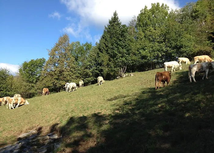 Il Riccio E Il Gufo Cepletischis