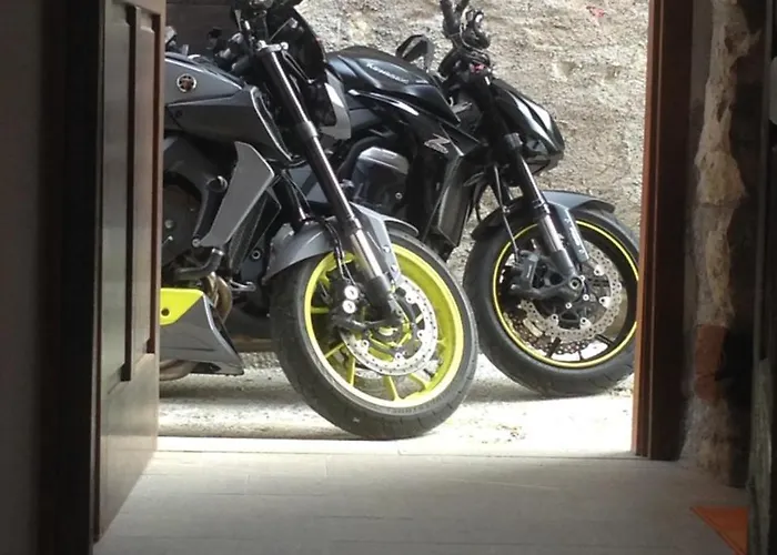 Il Riccio E Il Gufo Cepletischis